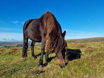 Horse grazing on field against clear blue sky