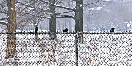 Birds perching on bare tree during winter