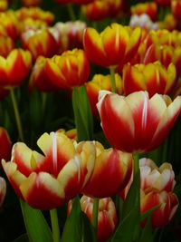 Close-up of red tulips