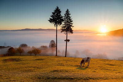 View of dog on field against sky during sunset