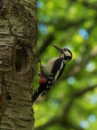 Close-up of bird perching on tree