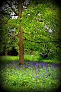 Trees and plants in park