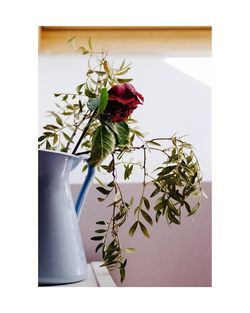 Close-up of rose plant against white background