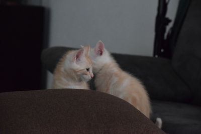 Close-up of cat relaxing on sofa at home