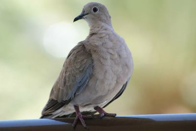 Close-up of mourning dove perching on railing