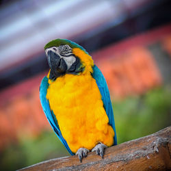 Close-up of parrot perching on wood