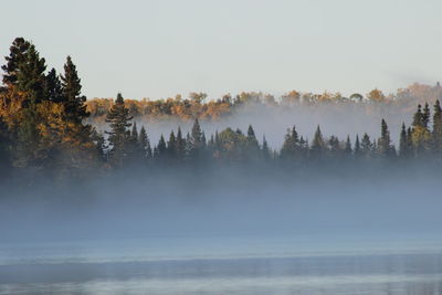 Panoramic shot of trees against sky