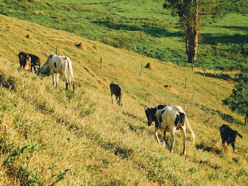 Cows grazing in a field