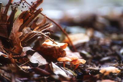 Close-up of dried autumn leaves on field