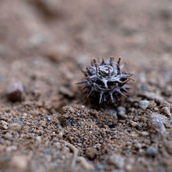 Close-up of spider on rock