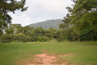 Scenic view of trees growing on field against sky