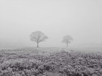 Single tree on landscape against sky