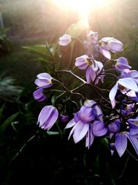 Close-up of flowers blooming outdoors