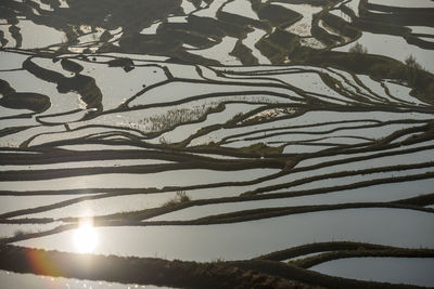 Low angle view of trees against sky