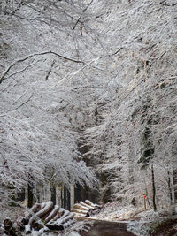 Trees on snow covered landscape