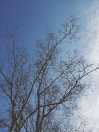 Low angle view of bare tree against sky