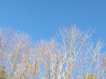Low angle view of plants against clear blue sky