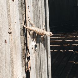 Close-up of wood