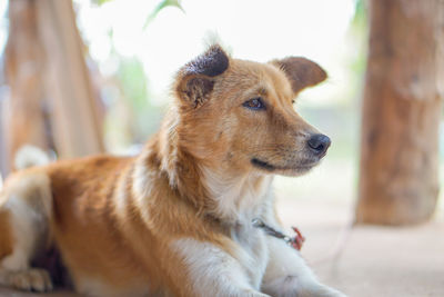 Close-up of dog looking away