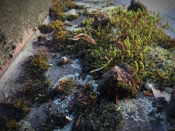 Rocks in the sea