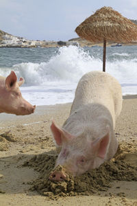 Pigs relaxing at a beach in mykonos, greece