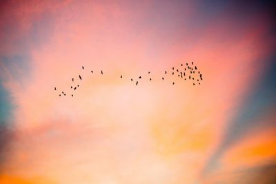 Low angle view of birds flying in colorful sky