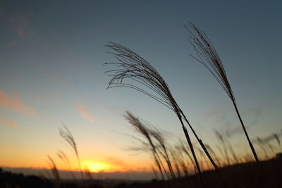 Close-up of silhouette plants on field against sunset sky