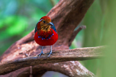 Close-up of bird perching on tree