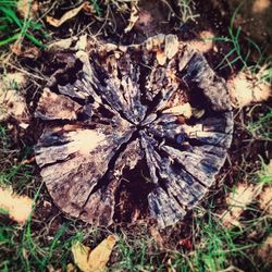 Close-up of leaves on ground