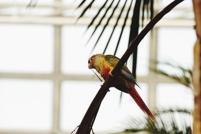 Close-up of a bird perching