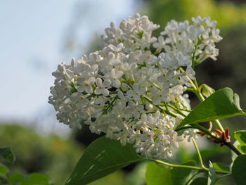 Close-up of white flowering plant