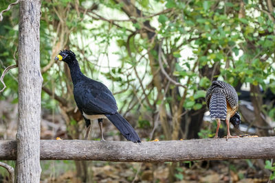 Close-up of bird perching on wood