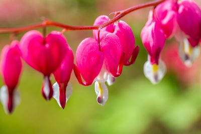Close-up flowers of a bleeding heart dicentra spectabils