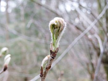 Close-up of plant growing outdoors