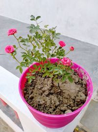 High angle view of pink flower pot on table