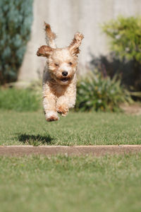 Dog standing on grassy field