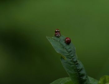Close-up of ladybug on leaf