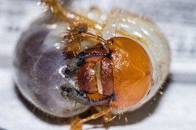 Close-up of bug with larva