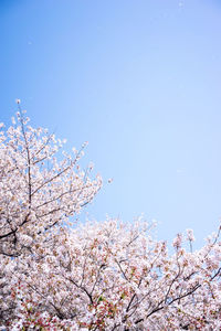 Low angle view of cherry blossoms against blue sky