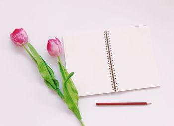 Close-up of tulip on table against white background