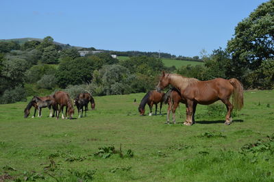 Horses in a field