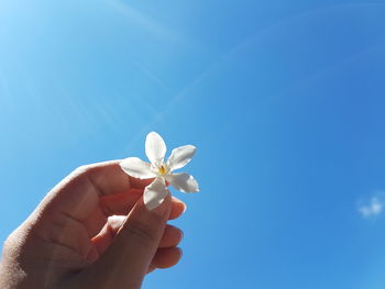 Close-up of hand holding white flowering plant against blue sky