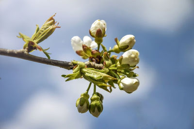 Close-up of flowering plant against sky