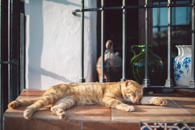 Cat sleeping in a window