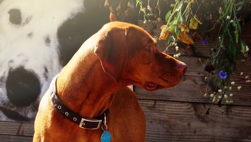 Close-up of dog looking away