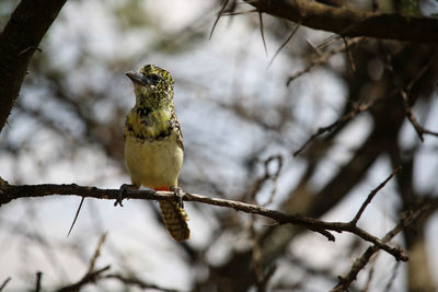 Low angle view of bird perching on branch