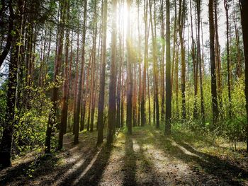 Panoramic view of pine trees in forest
