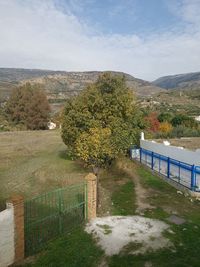 Scenic view of tree by mountains against sky