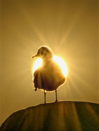 Silhouette person standing by illuminated light against sky during sunset