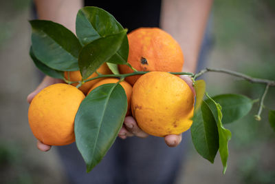 Close-up of orange fruit